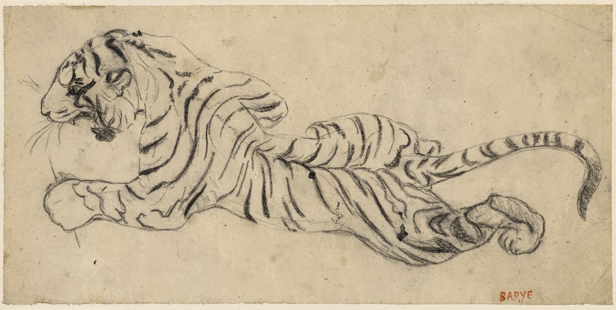 Tigre (Tiger), ca.1835 (sort kridt på kalkerpapir, monteret på karton) af Antoine Louis Barye