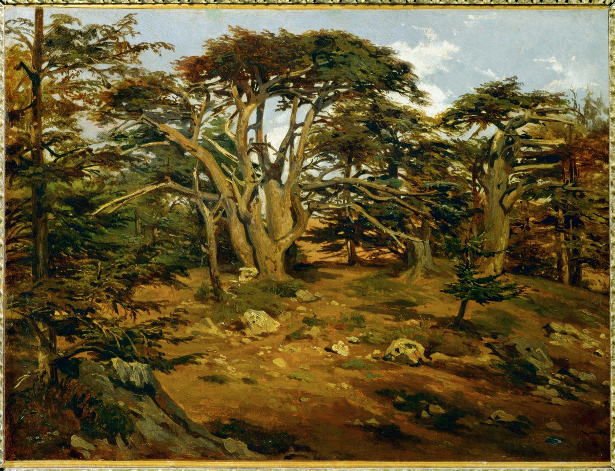 Les vieux cedres sur le Mont Liban - Gamle cedertræer i Libanon-bjergene ... af Antoine Alphonse Montfort