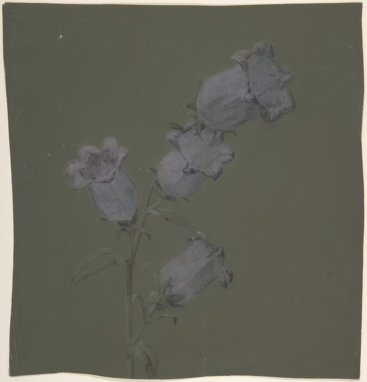 Spray af Canterbury Bells af Antoine Berjon