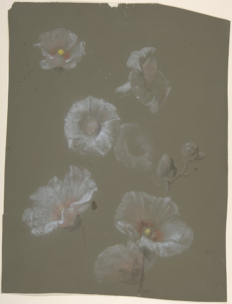 Hvide stokroser af Antoine Berjon