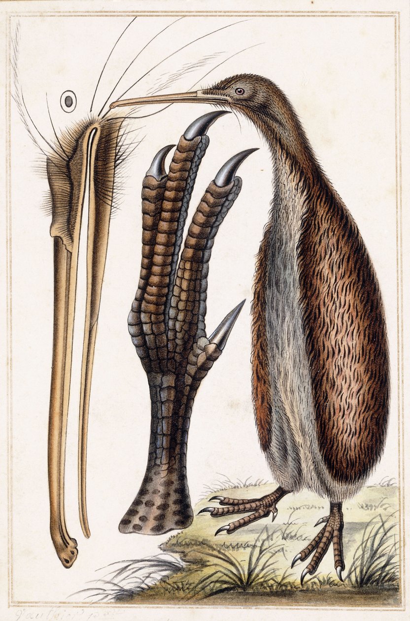 Kiwi af Antoine Charles Vauthier