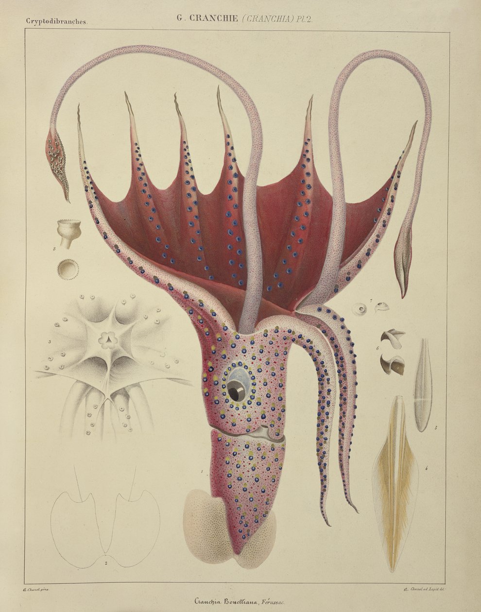 Blæksprutte, pl.2 fra "Histoire Naturelle Generale et Particuliere des Cephalopodes Acetabuliferes", udgivet af Ferussac und D