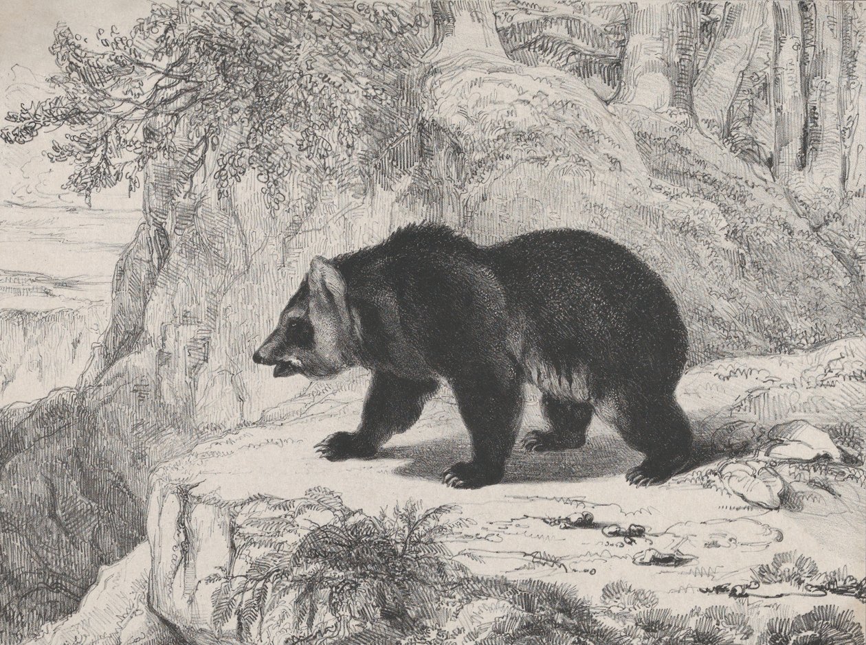 Mississippi Bjørn, 1836. af Antoine Louis Barye