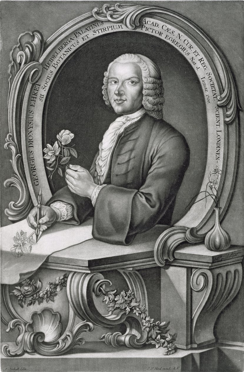 Portræt af Georg Dionysius Ehret (1710-70) graveret af Johann Jakob Haid (1704-67) af Anton Heckel