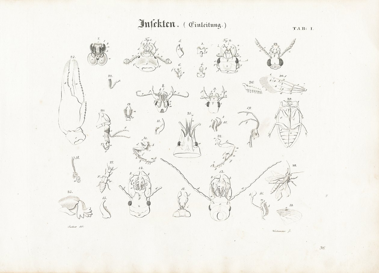 Insekters anatomi af Anton Wachsmann