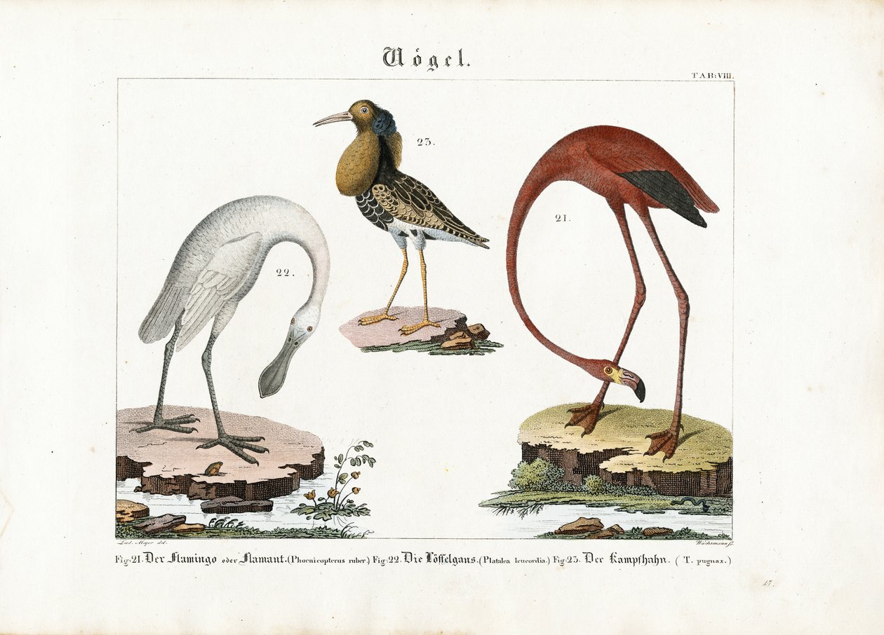 Flamingo, skestork og brushane af Anton Wachsmann