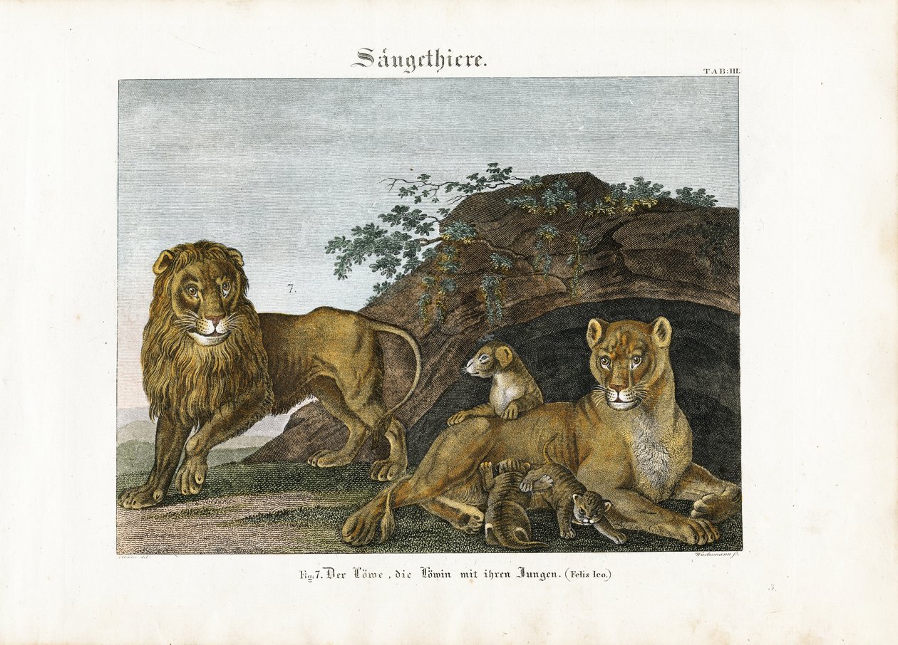 Løvefamilie i deres naturlige habitat af Anton Wachsmann
