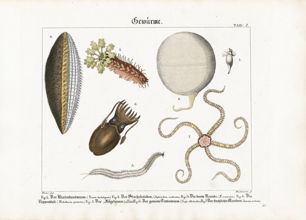 Forskellige marine orme og cnidarier af Anton Wachsmann