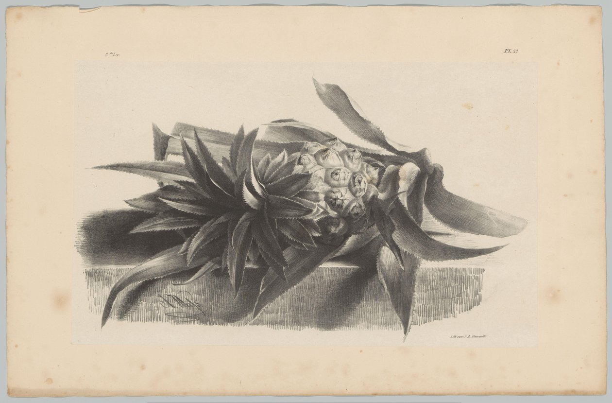 Ananas Blomster- og frugtstudier (...) 3. afsnit (serietitel) af Anton Weiss