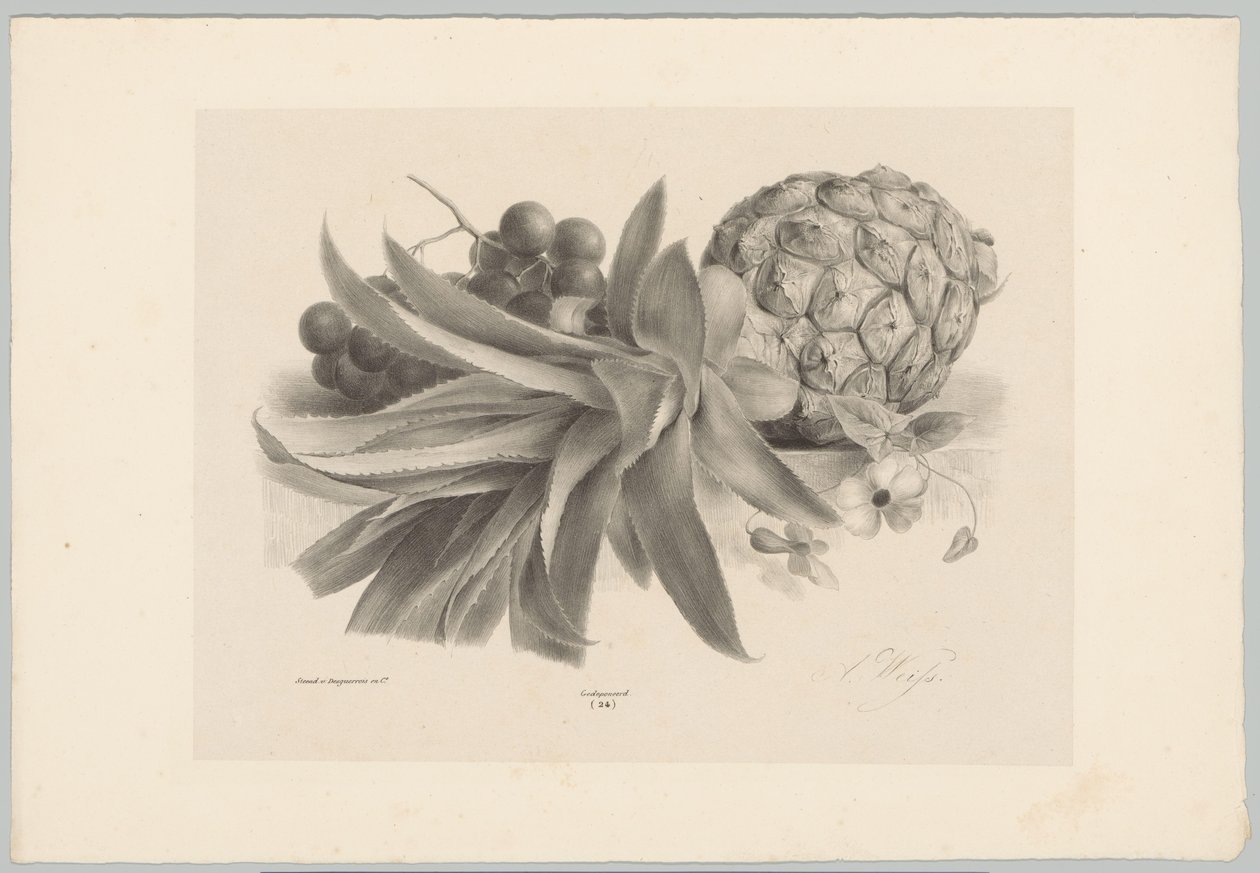 Ananas og druer Blomster- og frugtstudier (...) 10. afsnit (serietitel) af Anton Weiss