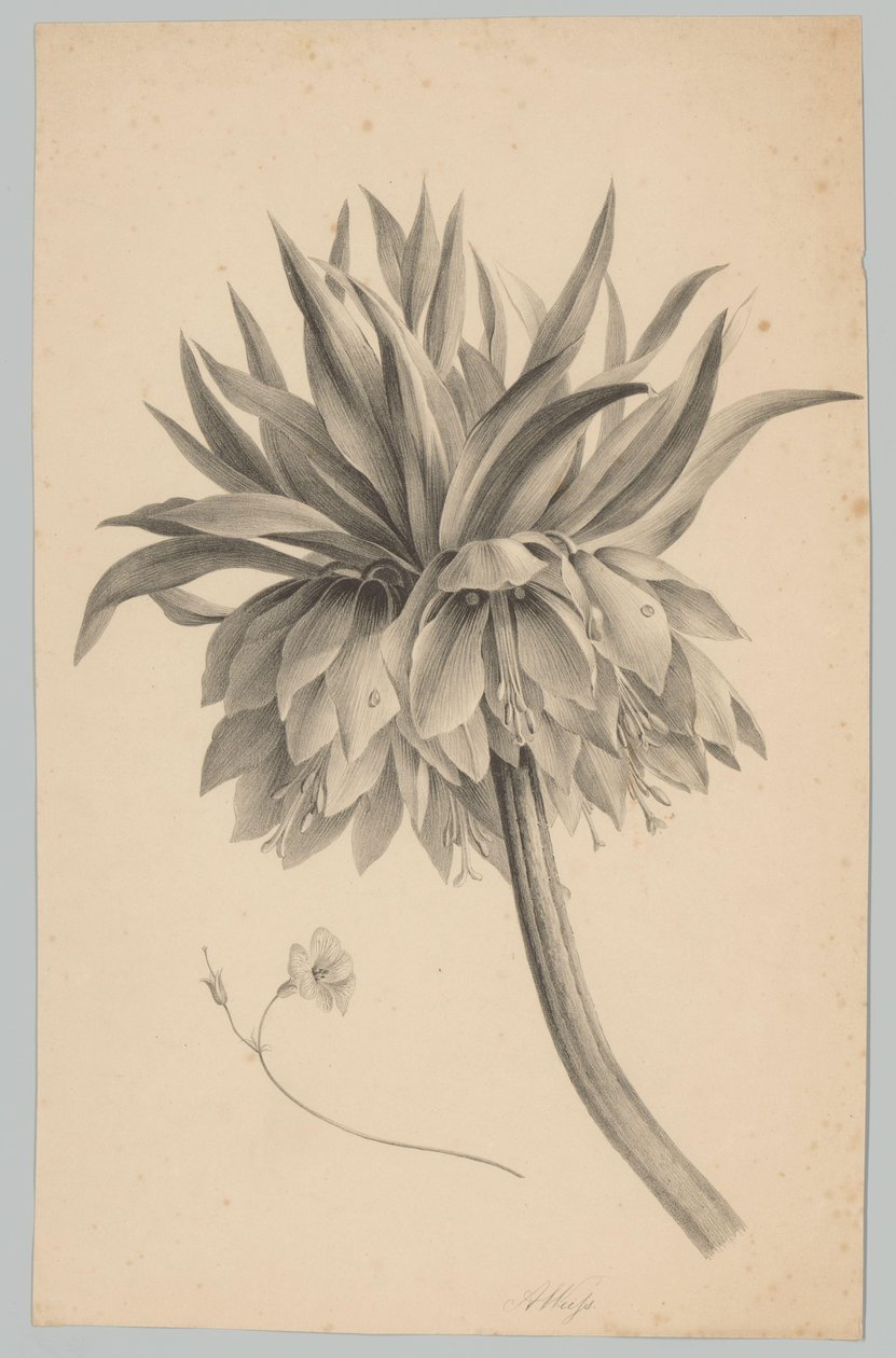 Blomst på stilken Blomster- og frugtstudier (...) 3. afsnit (serietitel) af Anton Weiss