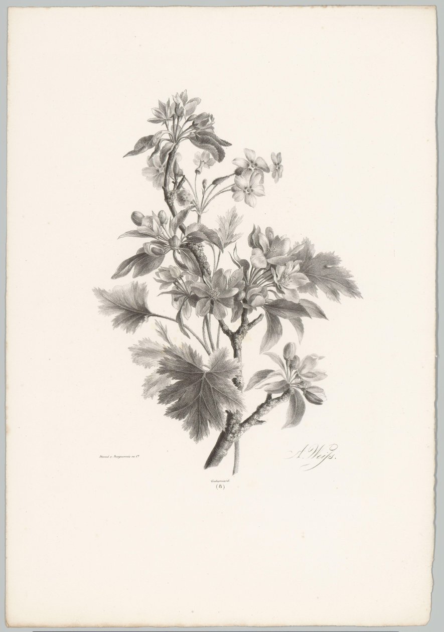Blomster på gren Blomster- og frugtstudier (...) 10. afsnit (serietitel) af Anton Weiss