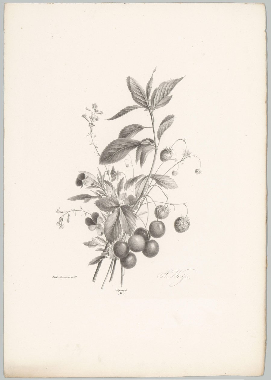 Blomster, jordbær og kirsebær Blomster- og frugtstudier (...) 10. afsnit (serietitel) af Anton Weiss