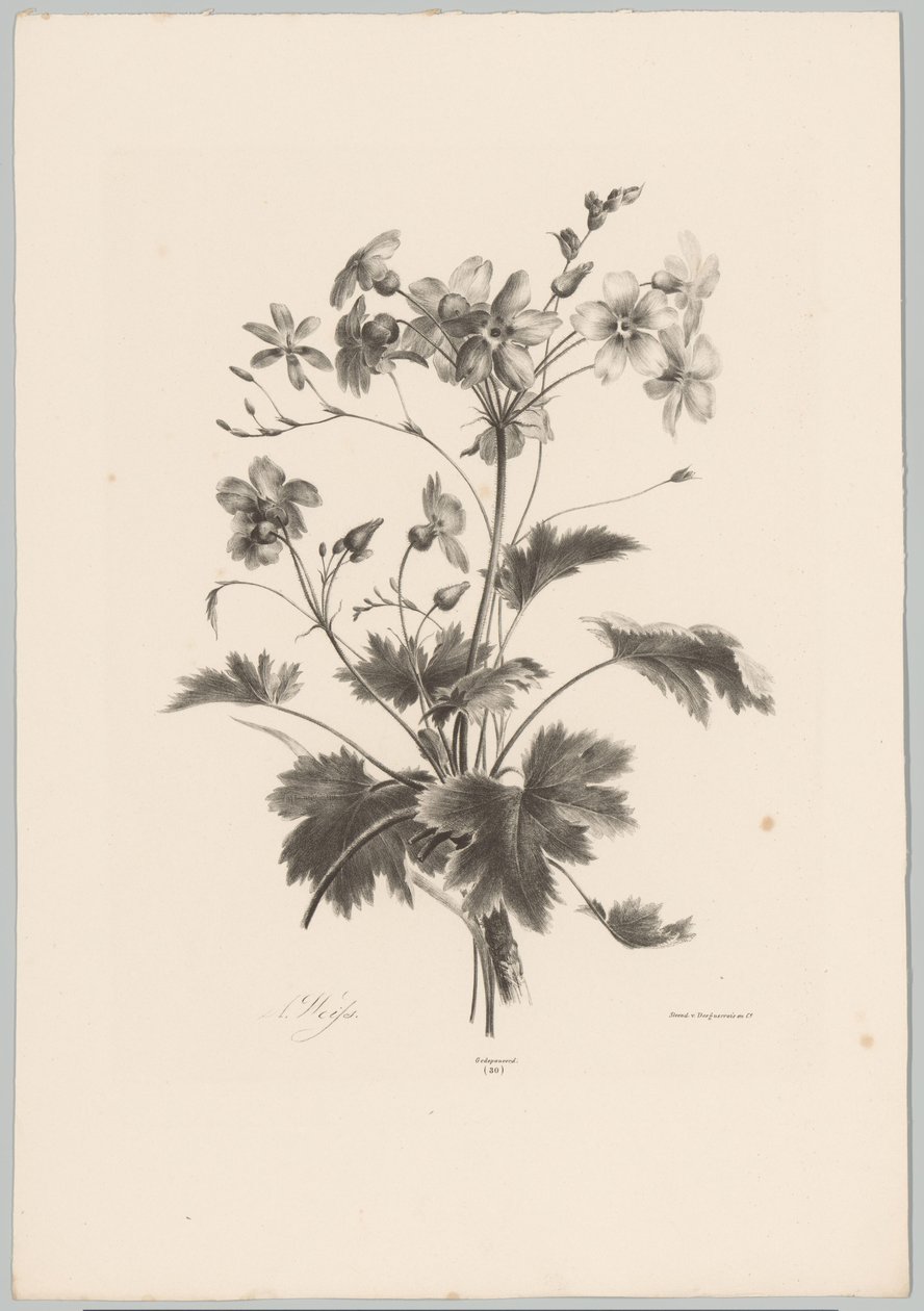 Blomster med torne Blomster- og frugtstudier (...) 10. afsnit (serietitel) af Anton Weiss