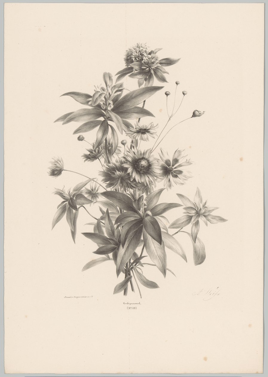 Forskellige blomster Blomster- og frugtstudier (...) 10. afsnit (serietitel) af Anton Weiss