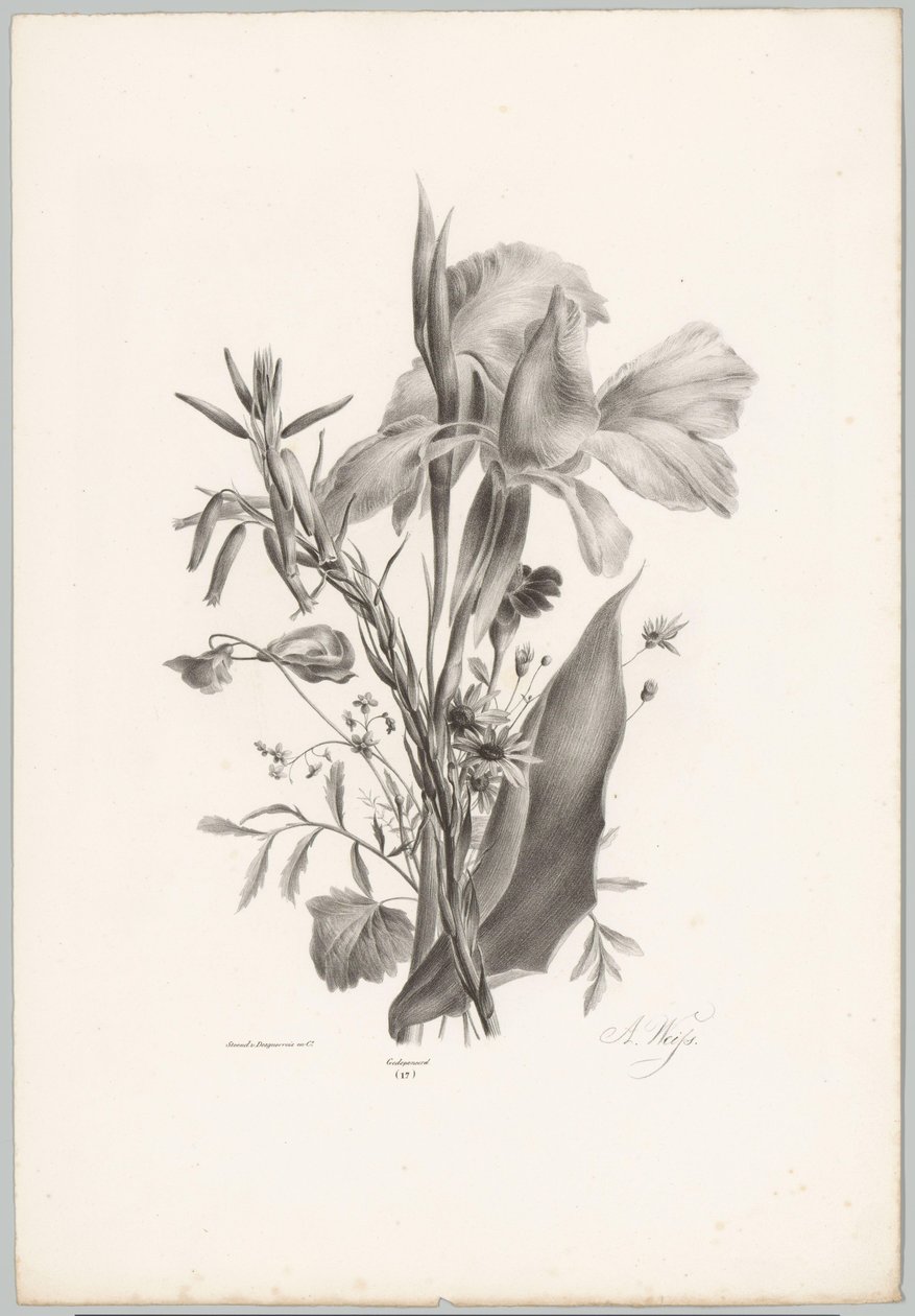 Forskellige blomster Blomster- og frugtstudier (...) 10. afsnit (serietitel) af Anton Weiss