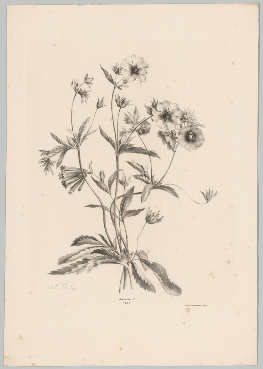 Forskellige blomster Blomster- og frugtstudier (...) 10. afsnit (serietitel) af Anton Weiss
