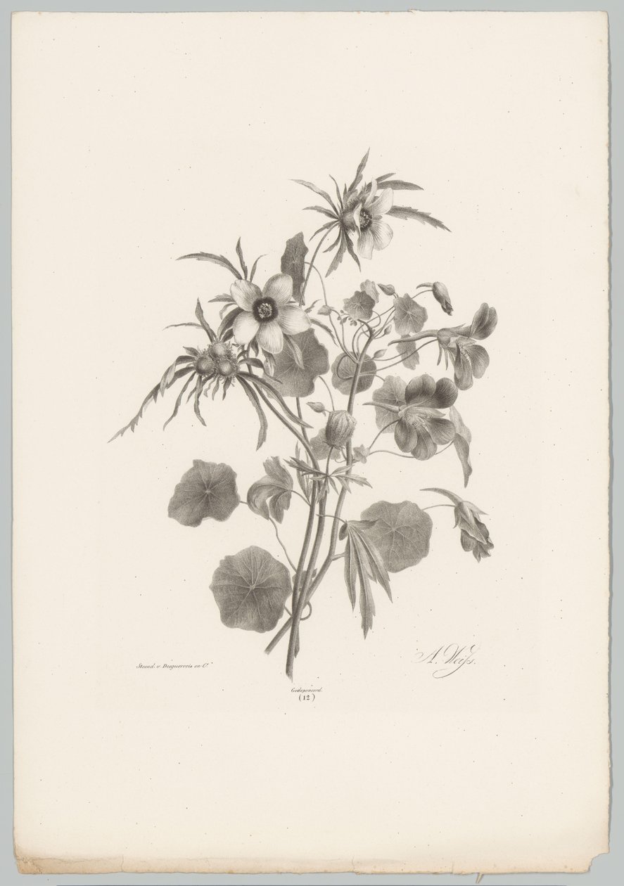 Forskellige blomster Blomster- og frugtstudier (...) 10. afsnit (serietitel) af Anton Weiss