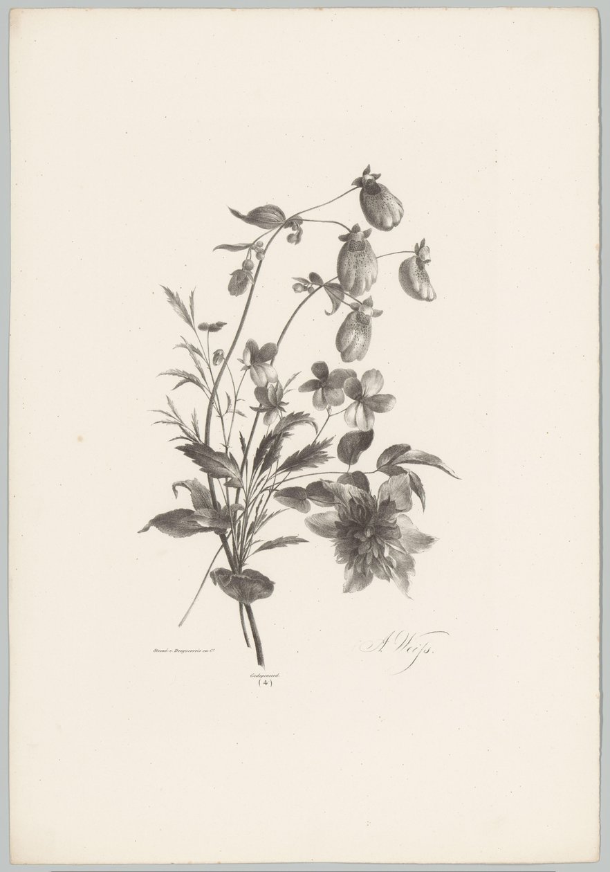 Forskellige blomster Blomster- og frugtstudier (...) 10. afsnit (serietitel) af Anton Weiss