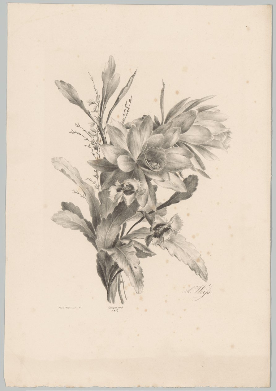 Forskellige blomster Blomster- og frugtstudier (...) 10. afsnit (serietitel) af Anton Weiss