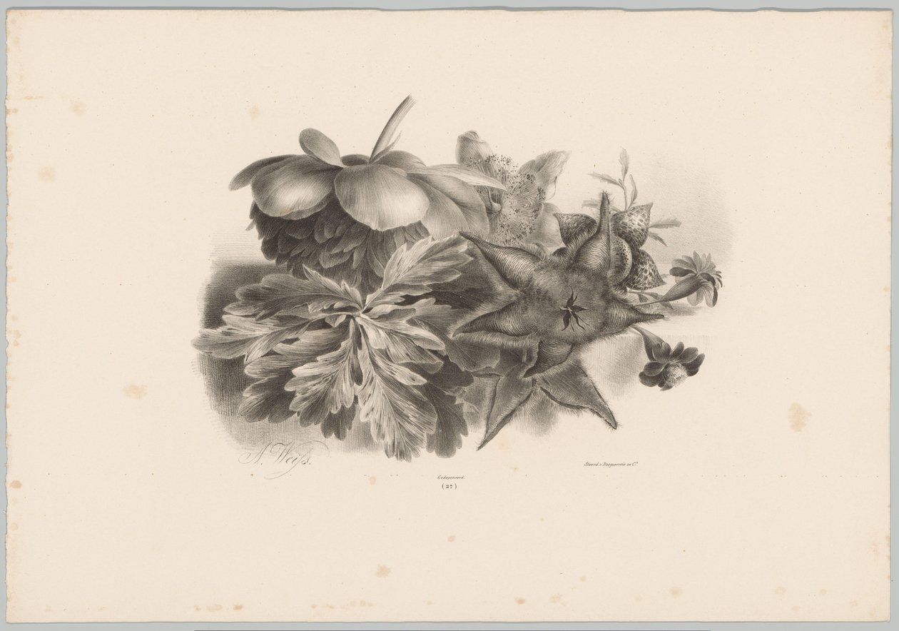 Passionsblomster og blade Blomster- og frugtstudier (...) 10. afsnit (serietitel) af Anton Weiss