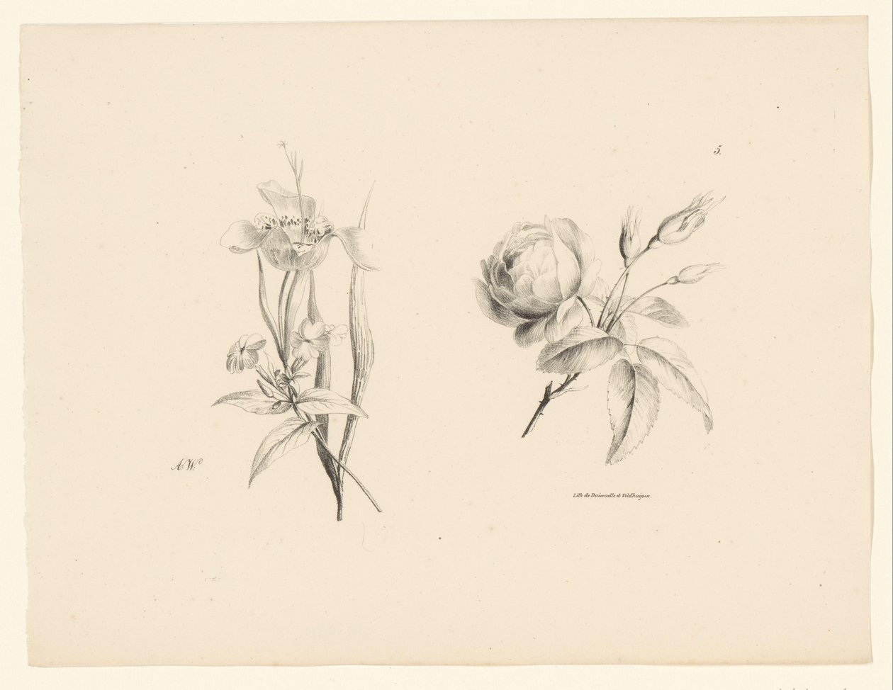 Rose og anden blomst Blomster og frugter (serietitel) af Anton Weiss