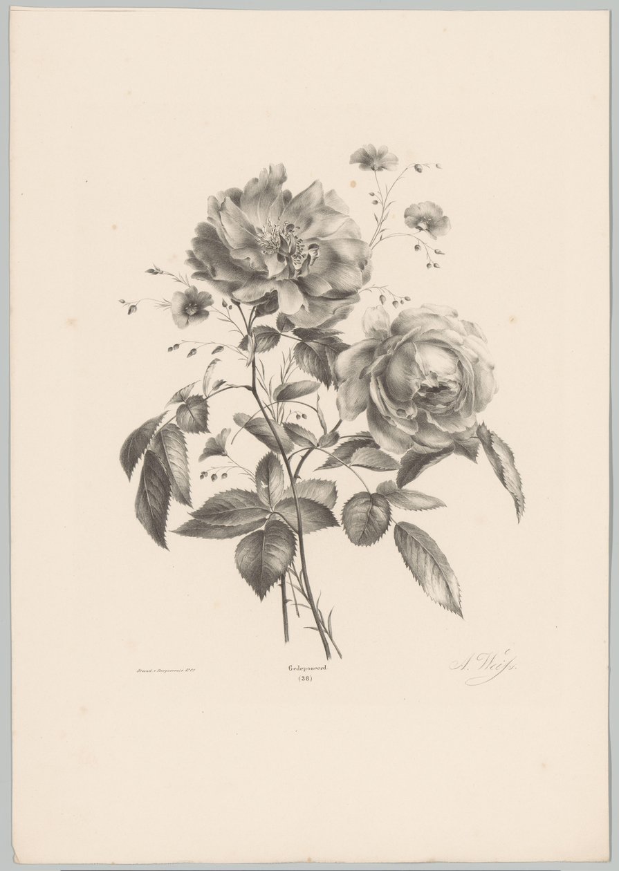 Rose og nellike blomst Blomster- og frugtstudier (...) 10. afsnit (serietitel) af Anton Weiss