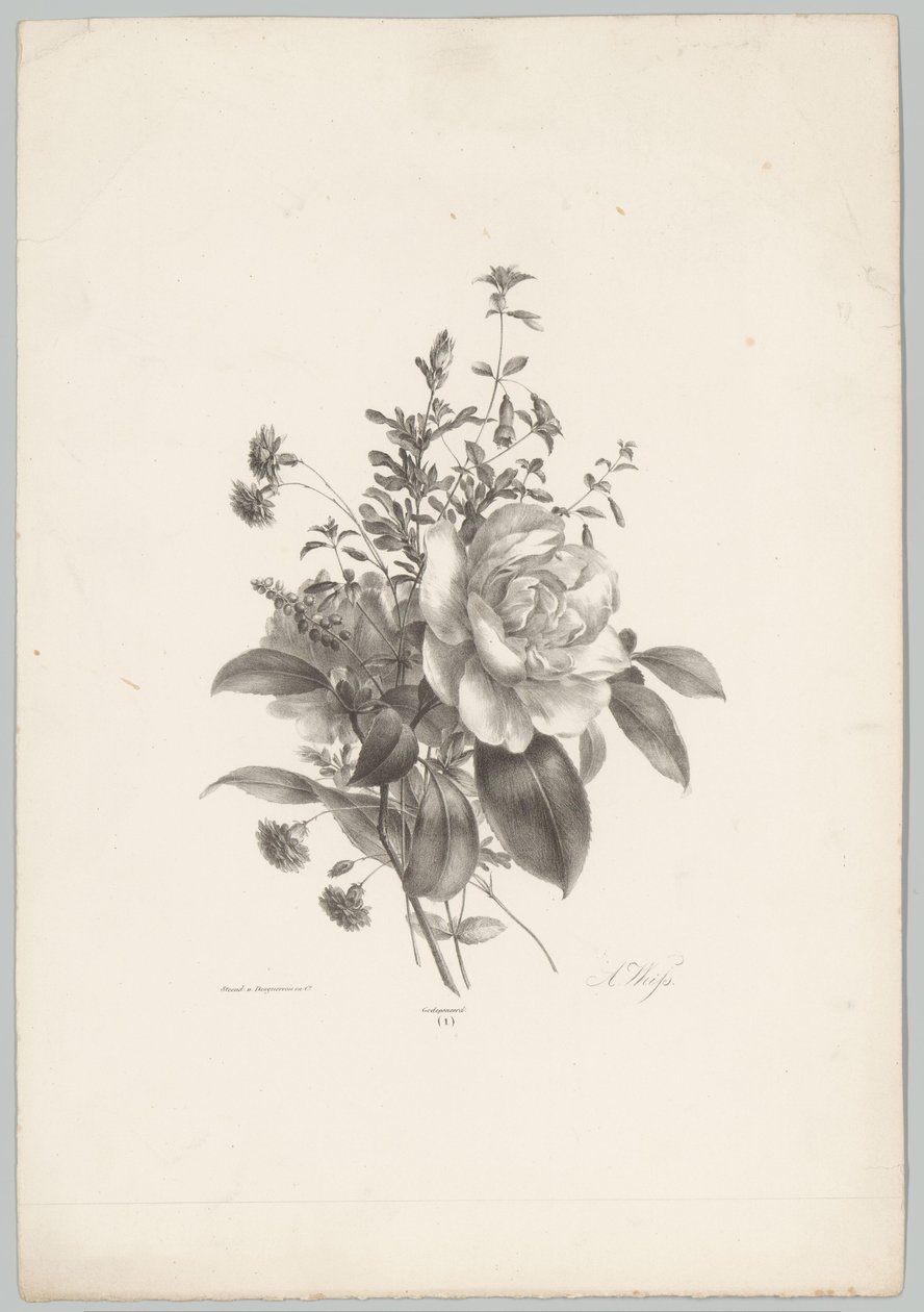 Roser, nelliker og fuchsia Blomster- og frugtstudier (...) 10. afsnit (serietitel) af Anton Weiss