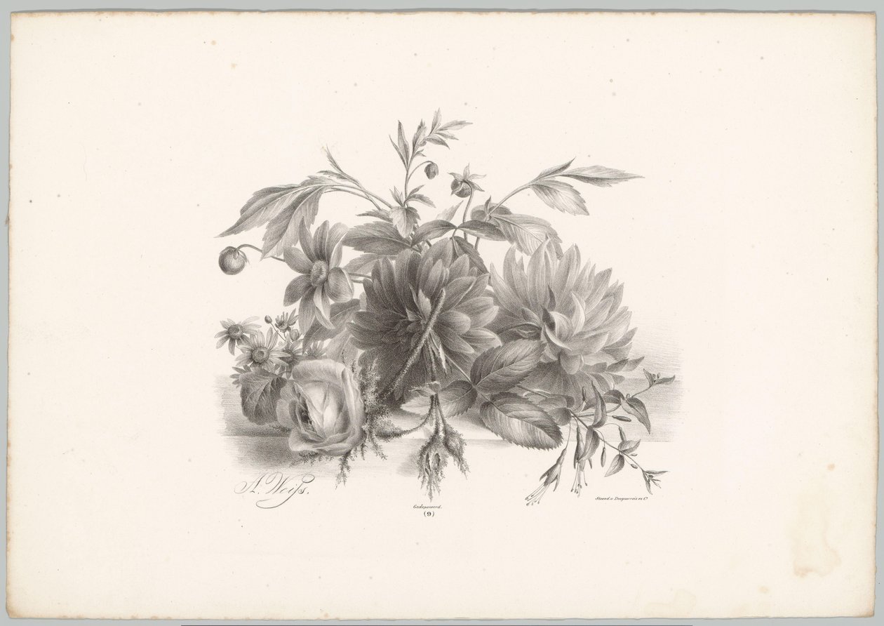 Roser, dahliaer og fuchsia Blomster- og frugtstudier (...) 10. afsnit (serietitel) af Anton Weiss