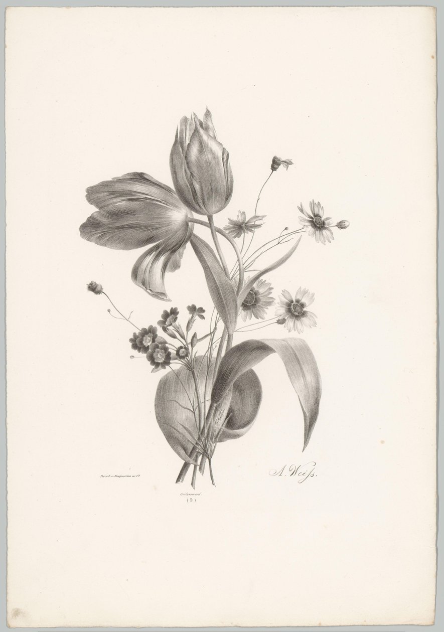 Tulipaner og tusindfryd Blomster- og frugtstudier (...) 10. afsnit (serietitel) af Anton Weiss