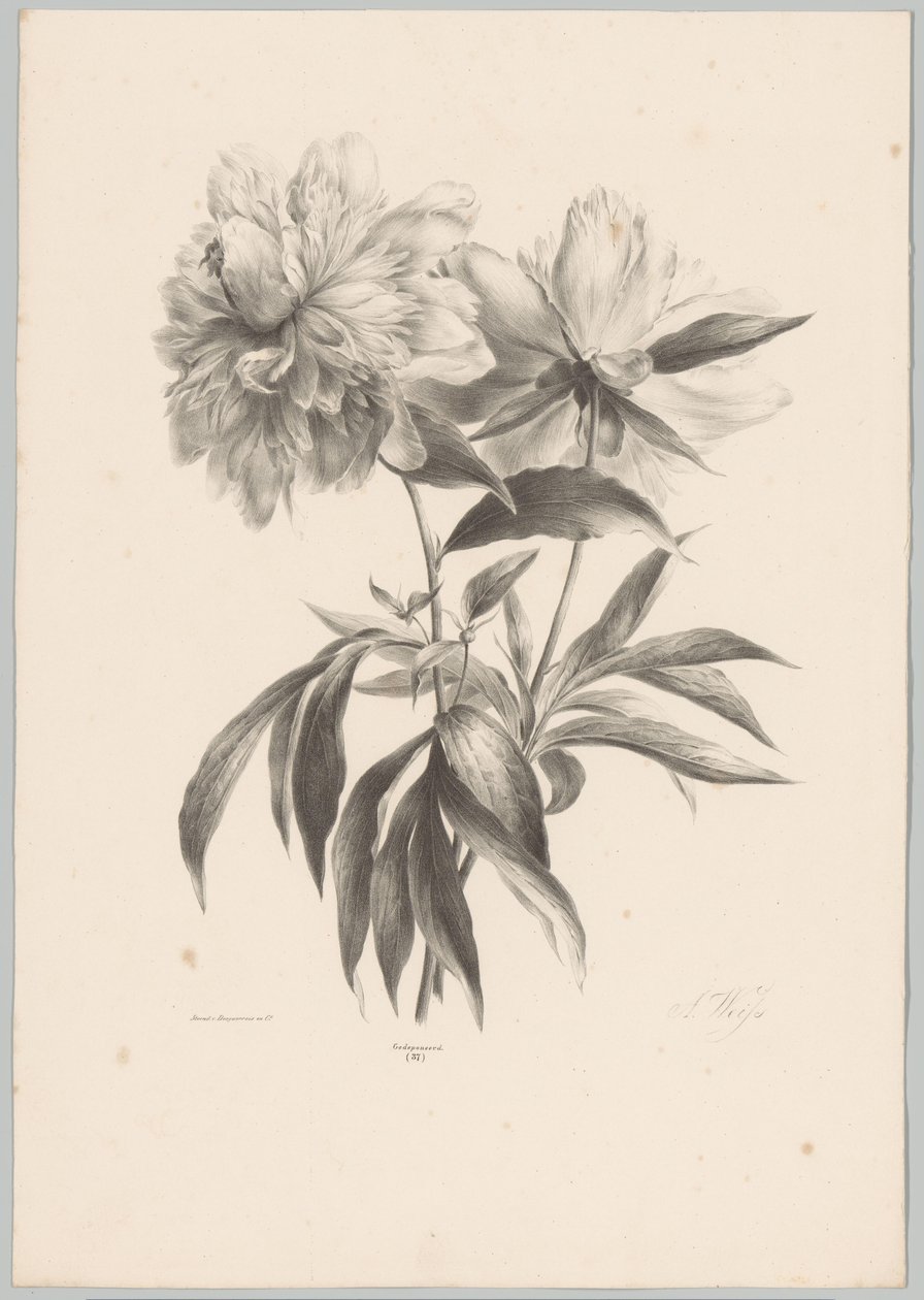 to blomster Blomster- og frugtstudier (...) 10. afsnit (serietitel) af Anton Weiss