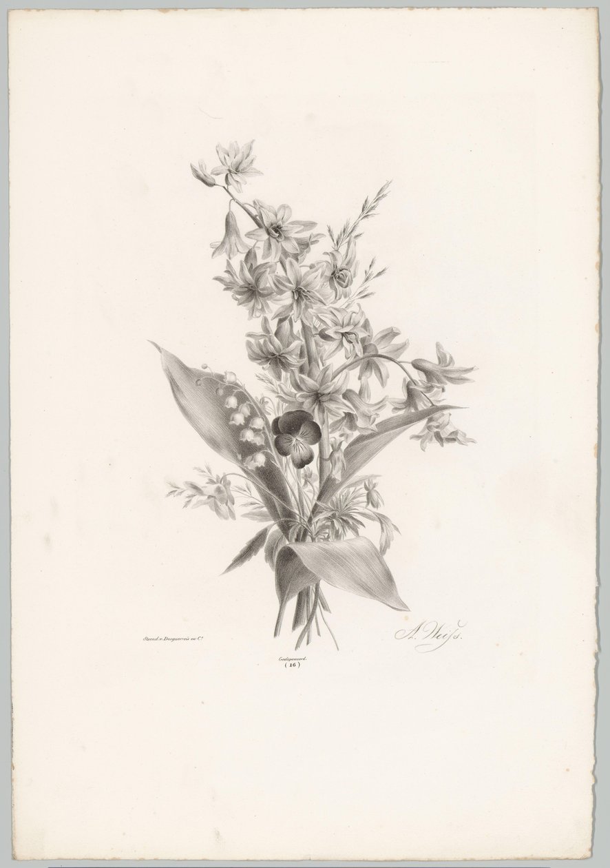 Stedmoderblomst og hyacint og klokkeformede blomster Blomster- og frugtstudier (...) 10. afsnit (serietitel) af Anton Weiss