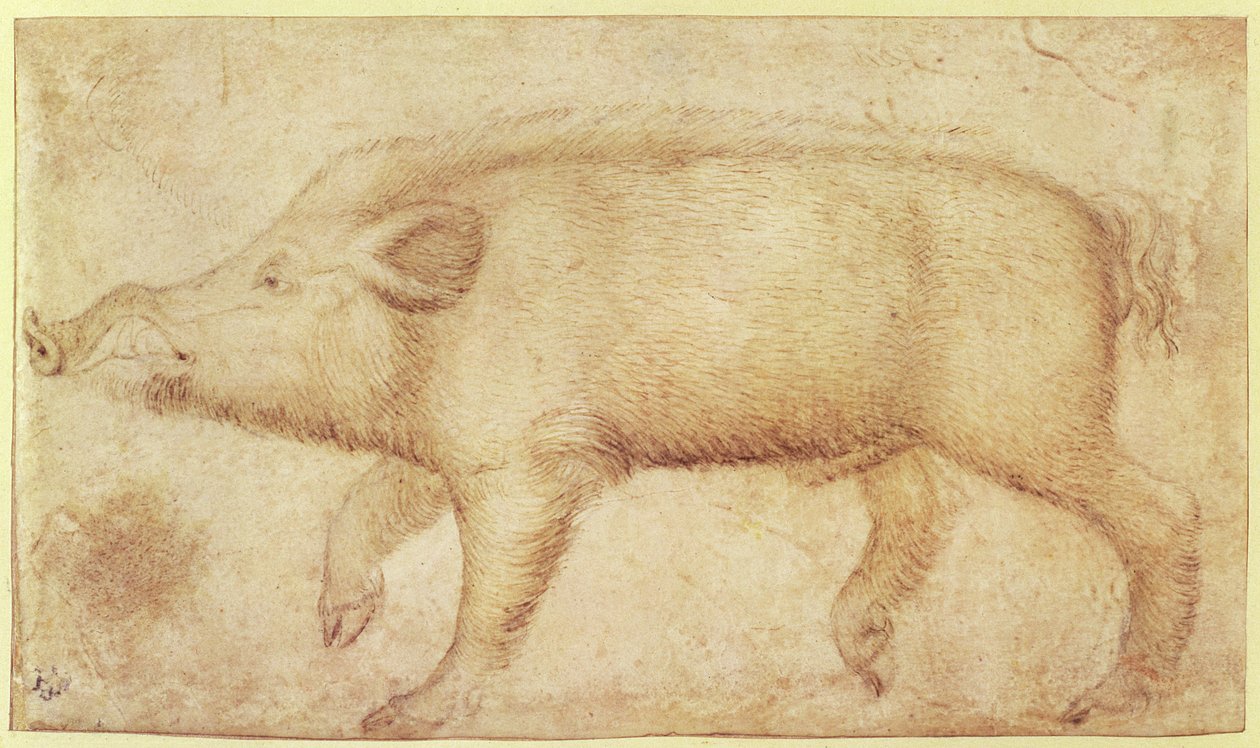 Et vildsvin (kridt og blæk på vellum) af Antonio Pisanello