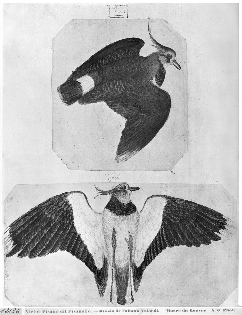 Undulat, fra The Vallardi Album (pen og blæk og wc på papir) af Antonio Pisanello