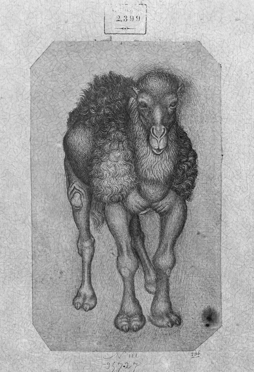 Dromedar fra The Vallardi Album af Antonio Pisanello