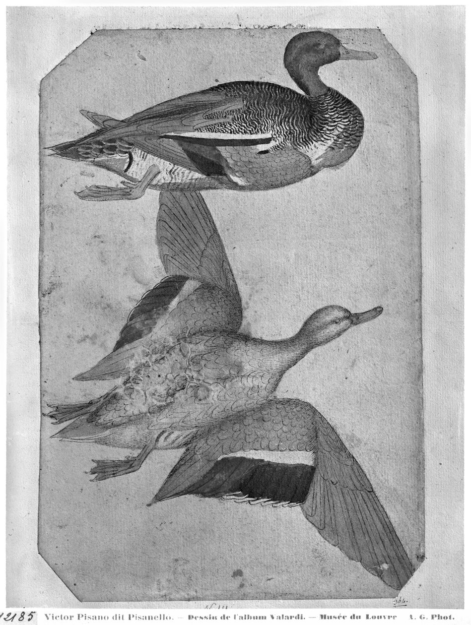Ænder, fra The Vallardi Album (pen og blæk og wc på papir) af Antonio Pisanello