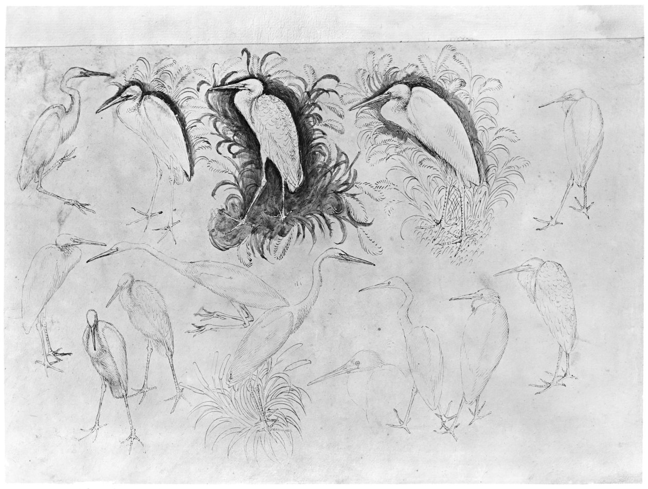 Fjorten hejrer, fra The Vallardi Album (pen, blæk og wc på papir) af Antonio Pisanello