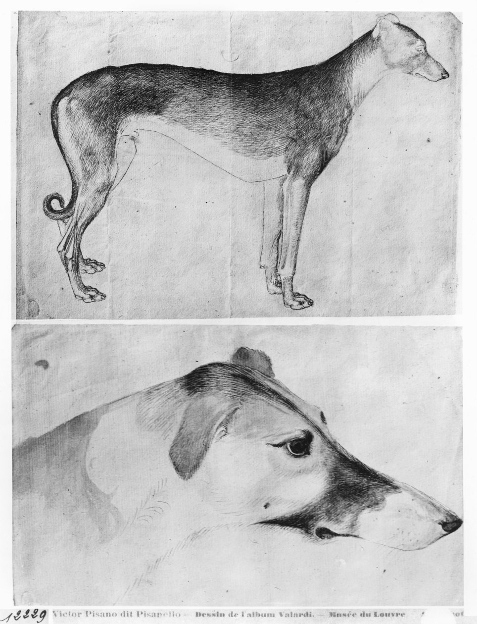 Greyhound og hovedet af en greyhound, fra The Vallardi Album af Antonio Pisanello