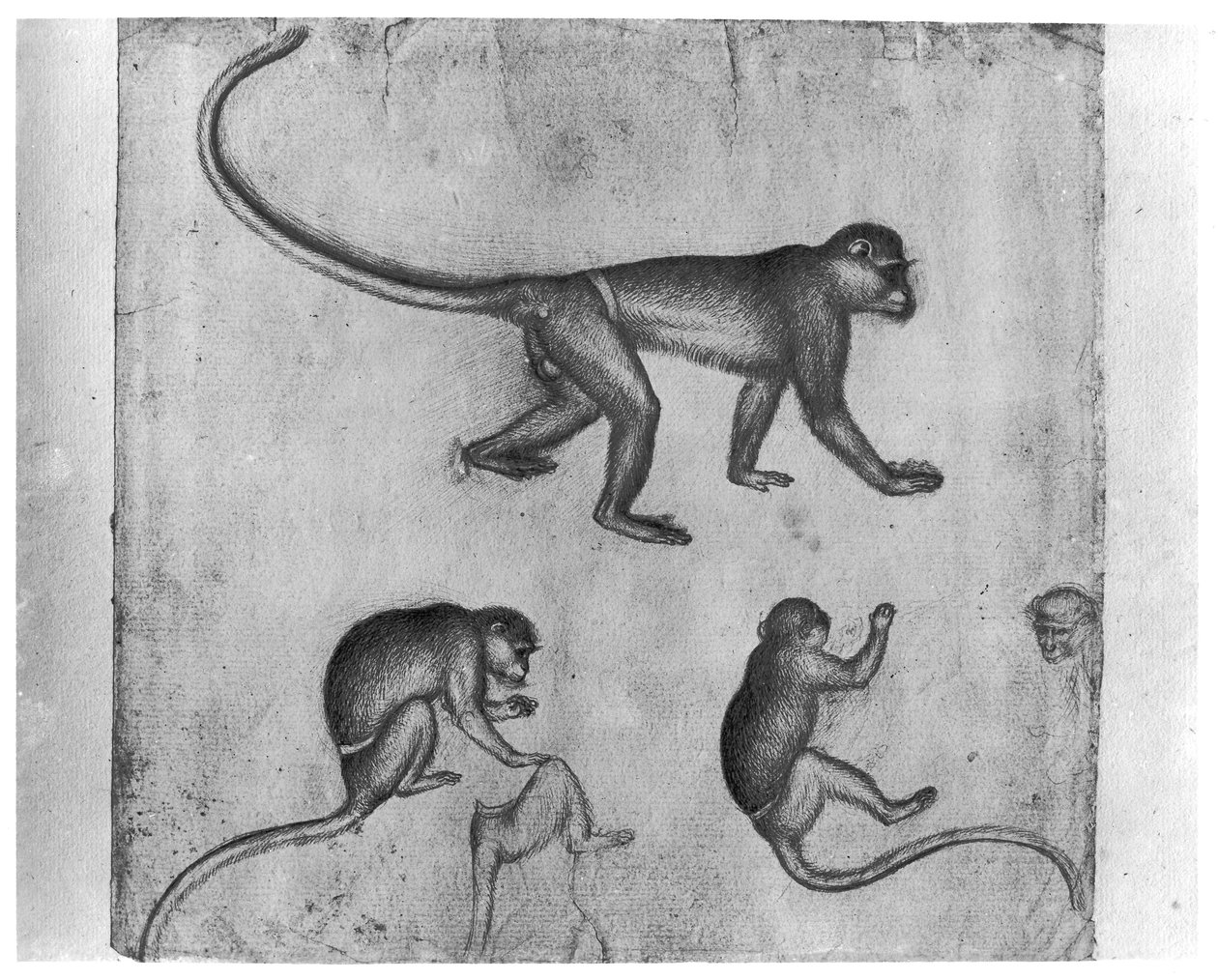Monkeys, fra The Vallardi Album af Antonio Pisanello