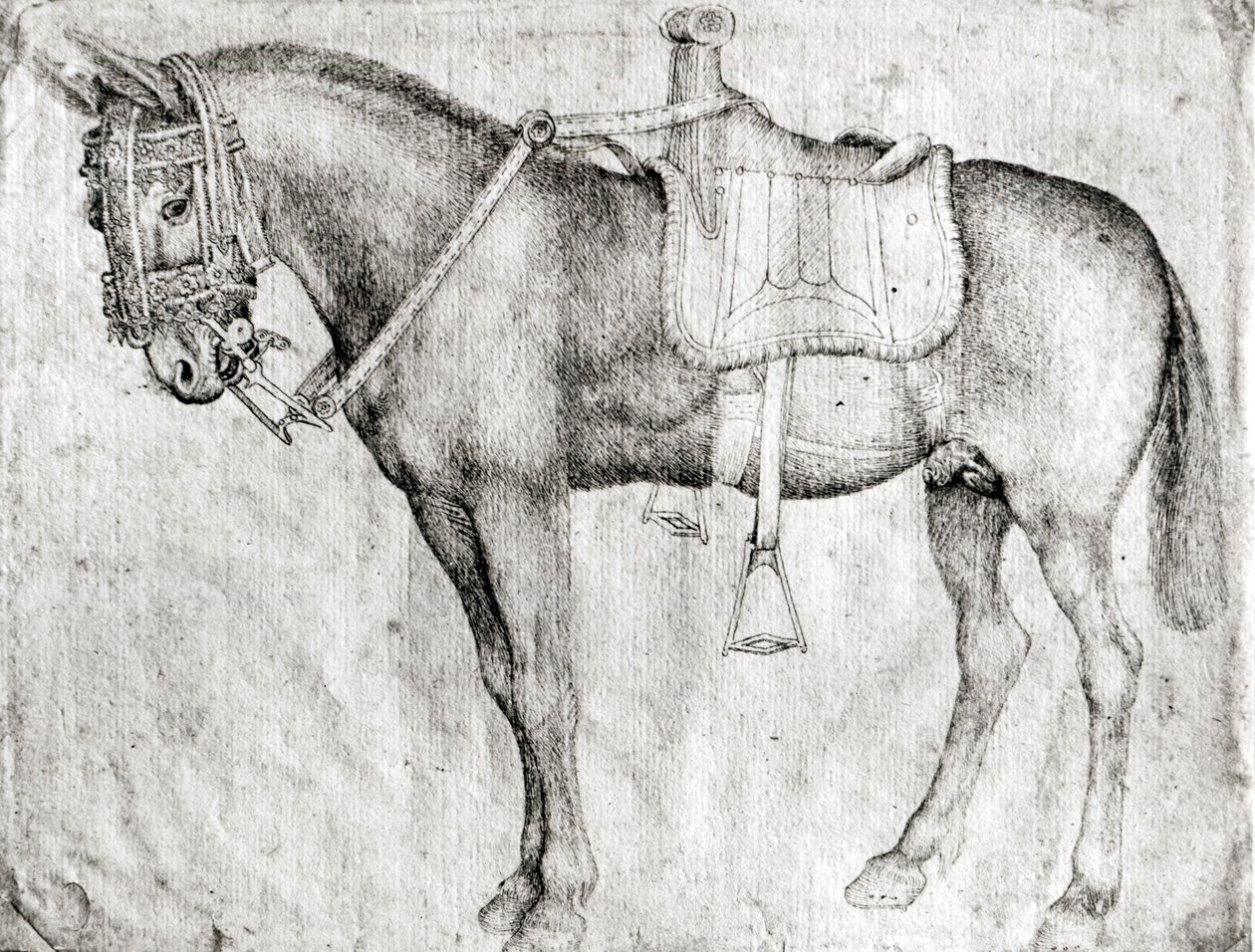 Mule, fra Vallardi Album af Antonio Pisanello