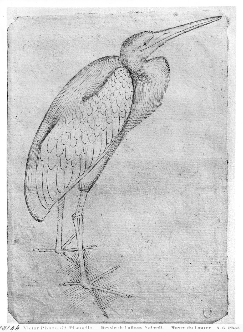 Pelican, fra The Vallardi Album af Antonio Pisanello