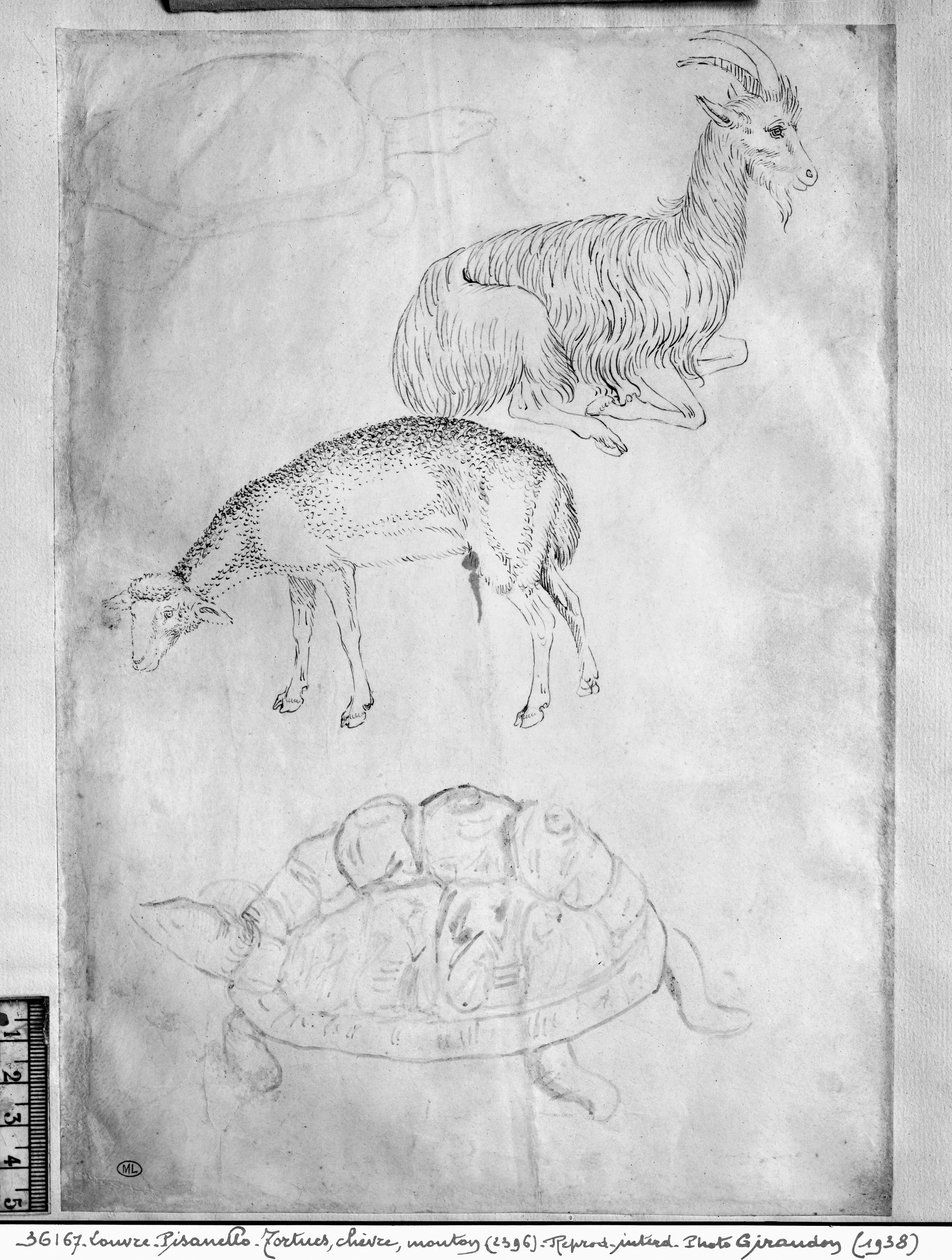 To skildpadder, ged og får, fra The Vallardi Album af Antonio Pisanello