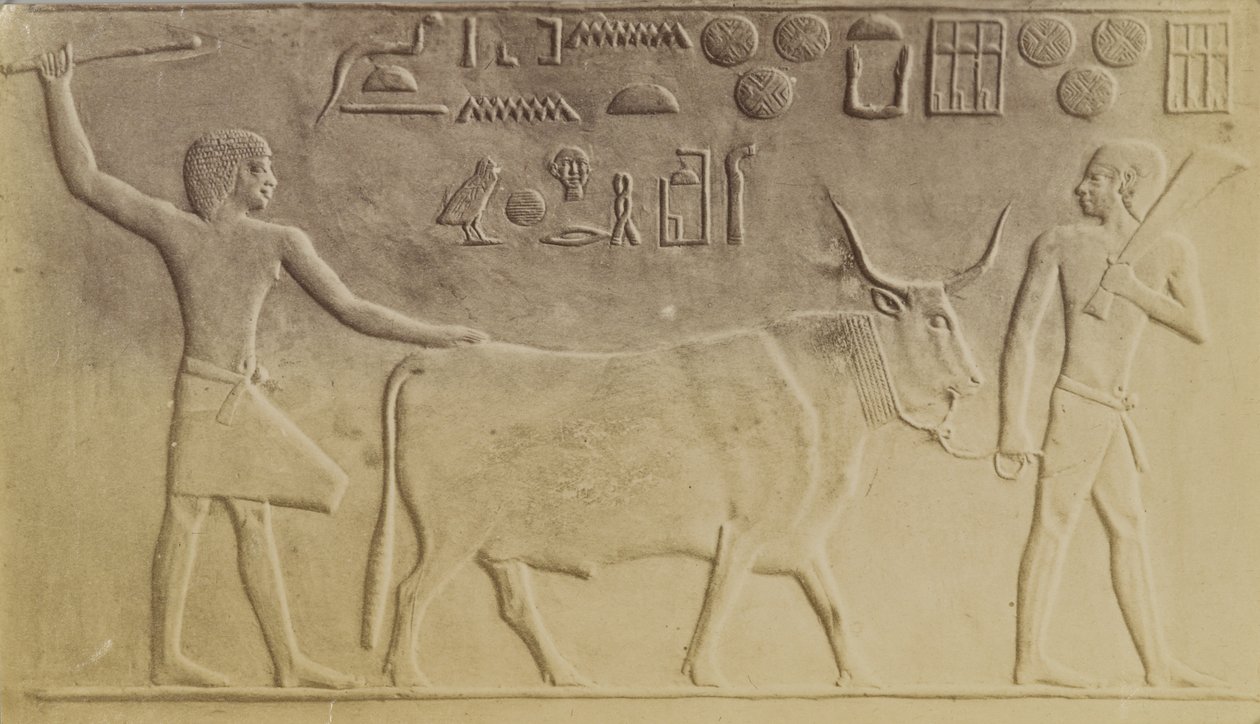 Hellig Tyr ved Saqqara af Antonio Beato