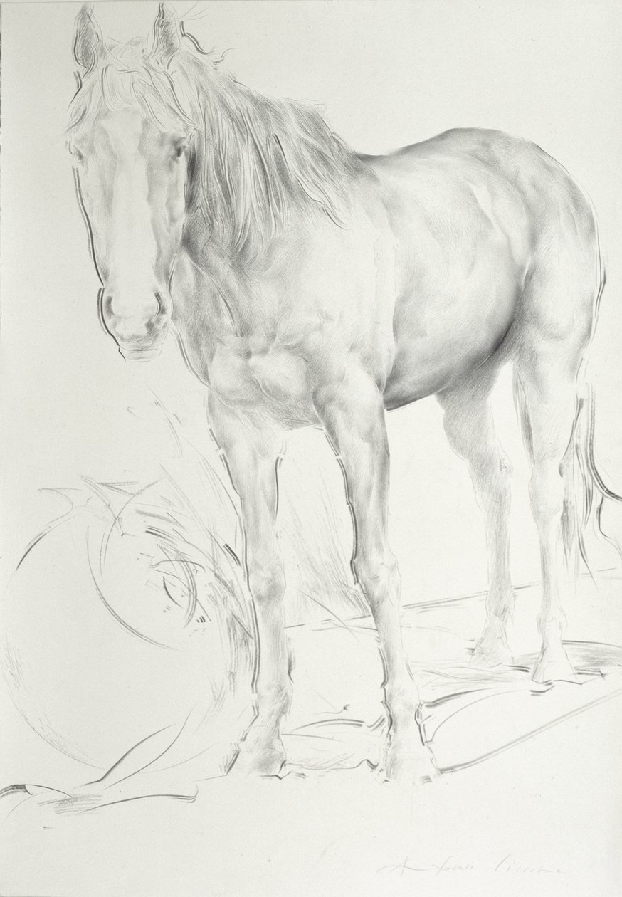 Horse at Coolmore, 1990 (kul på papir) af Antonio Ciccone