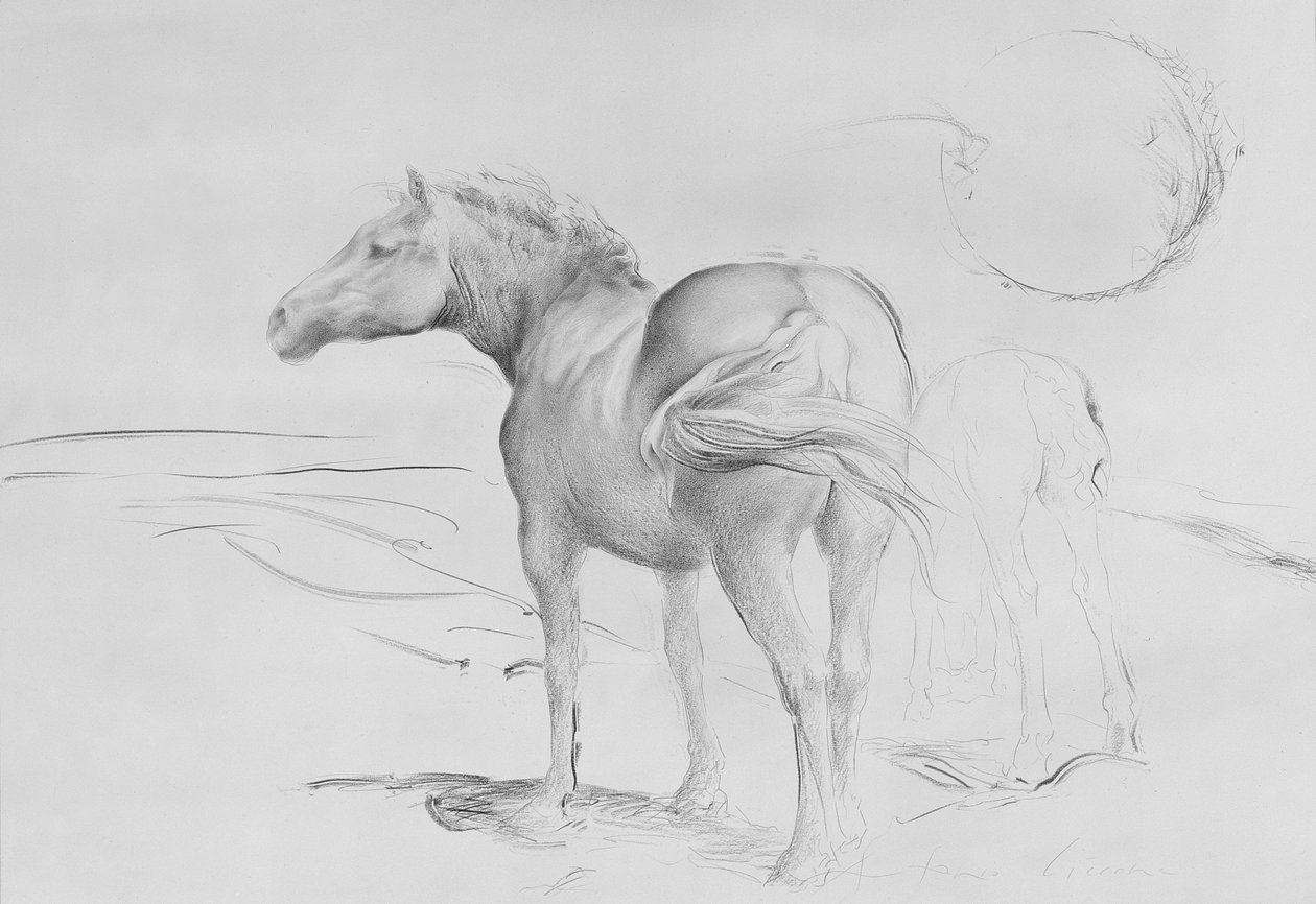 Horses at Coolmore, 1990 (kul på papir) af Antonio Ciccone