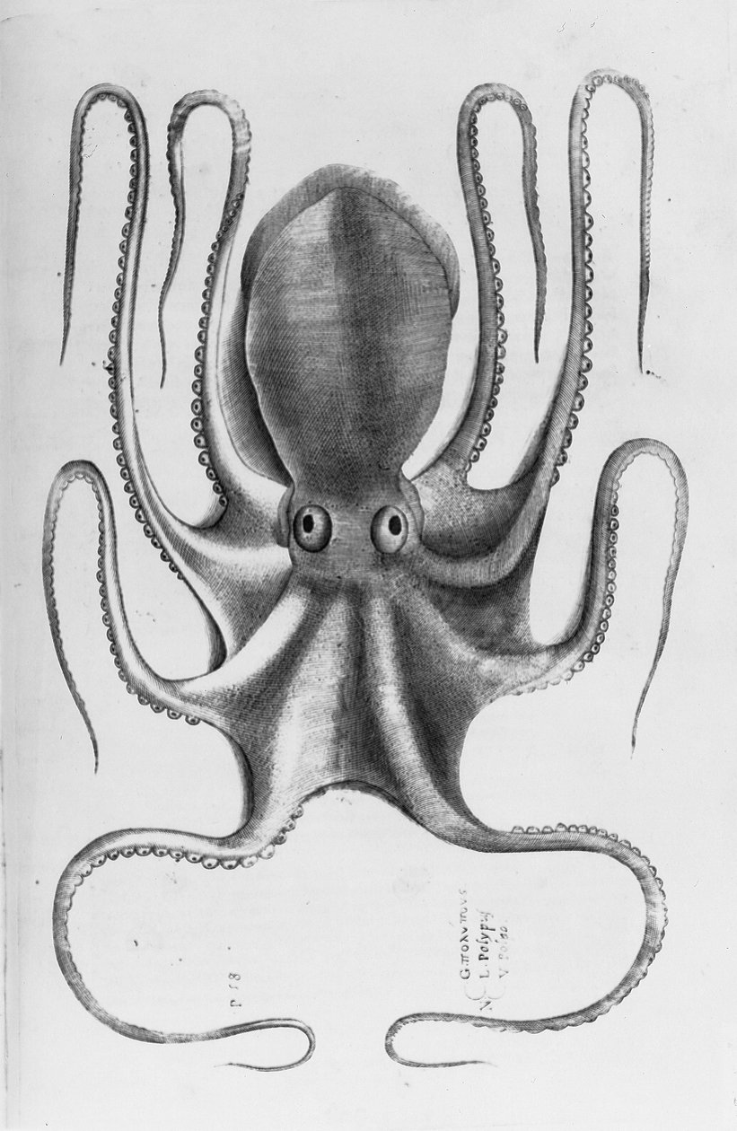 Illustration fra "Aquatilium animantium historia, liber primus" af Ippolito Salviani, 1554 af Antonio Lafreri