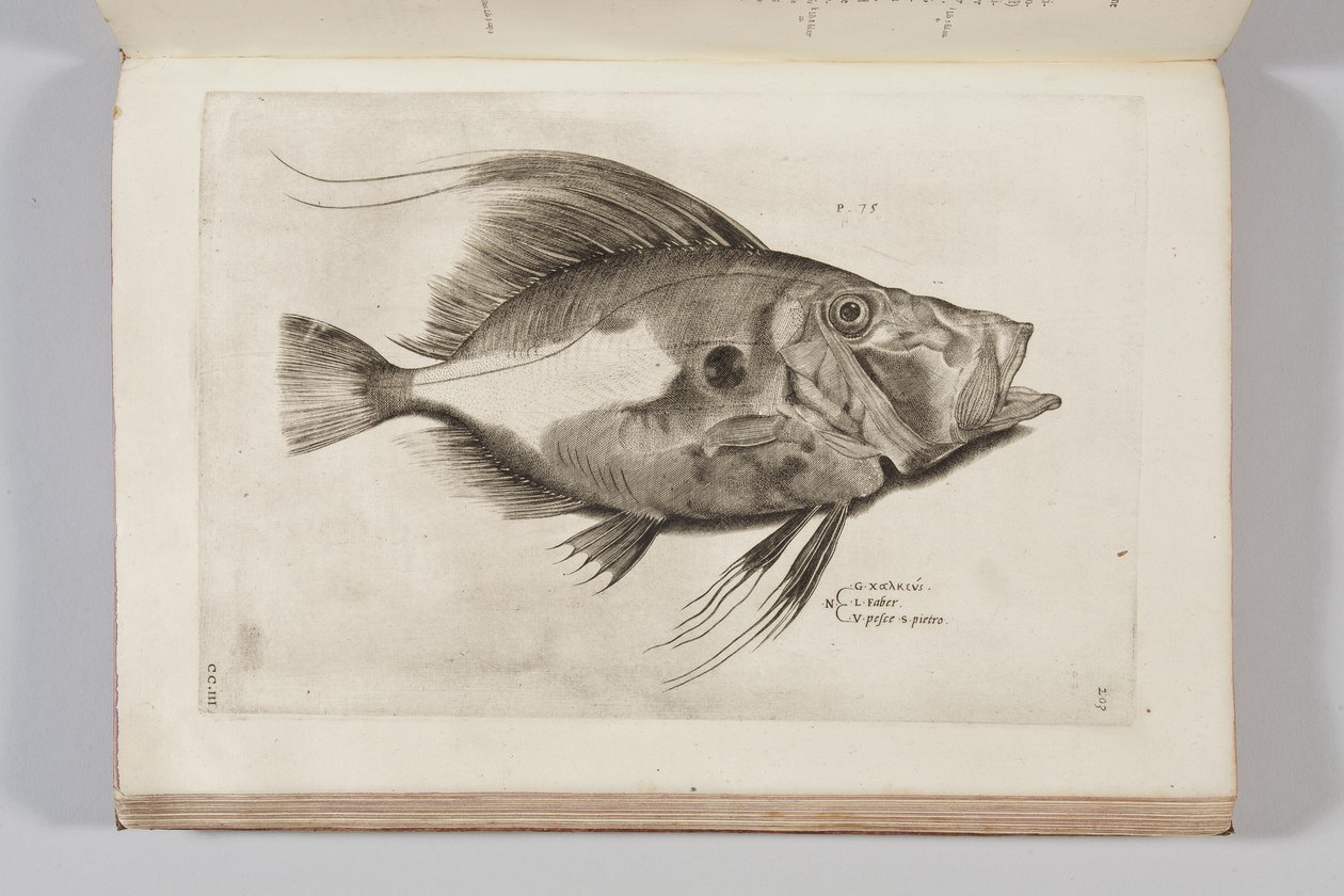 Illustration fra "Aquatilium animantium historia, liber primus" af Ippolito Salviani, 1554 af Antonio Lafreri