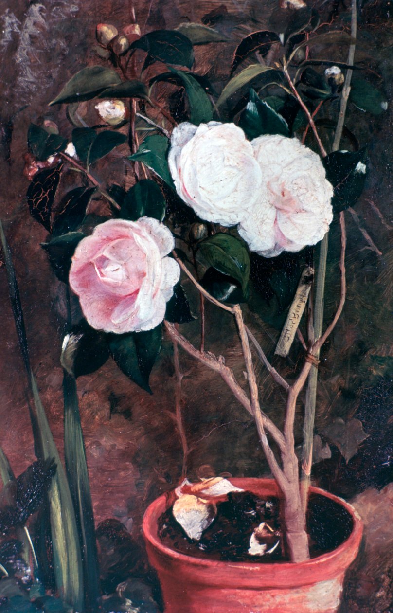 Camelias, 1800-tallet af Antonio Maria Fabres y Costa