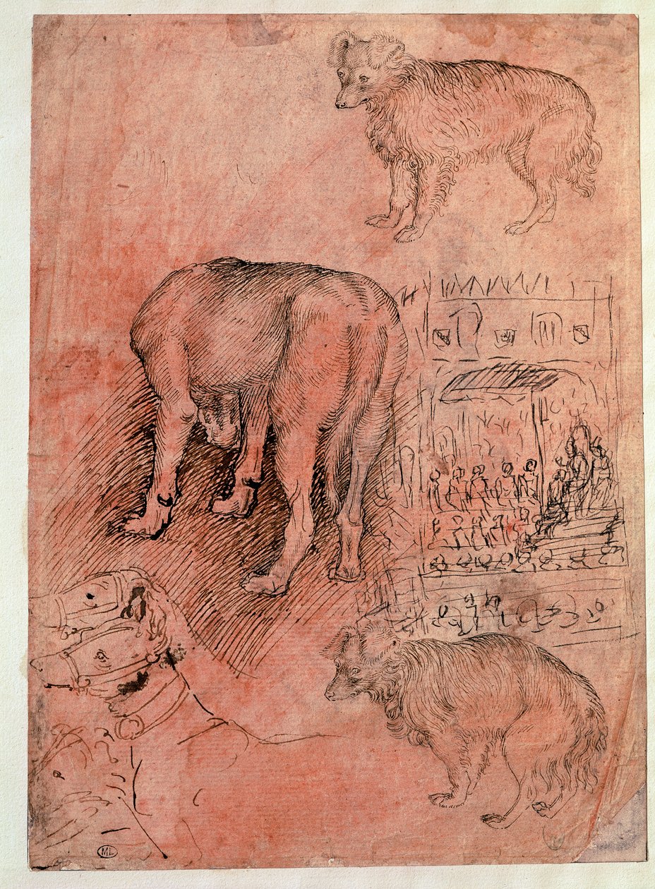 Hundestudier. Aulic episode. Tegning af Antonio Pisano dit il Pisanello (1380-1455) af Antonio Pisanello