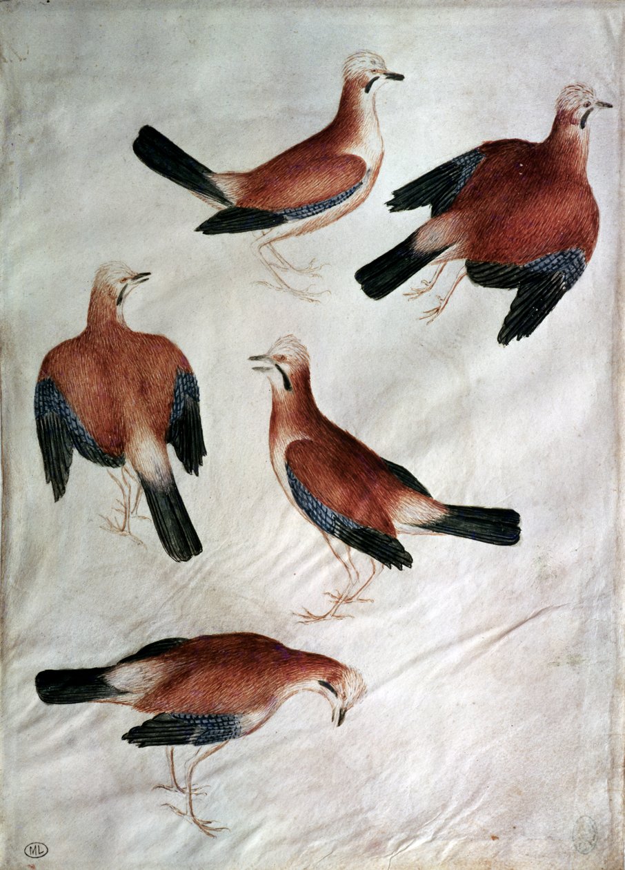 Five Jays, fra Vallardi Album (wc på papir) af Antonio Pisanello